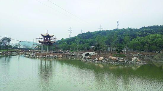 芦苇塘变为城市绿肺 鲁家峙文化公园初露风姿