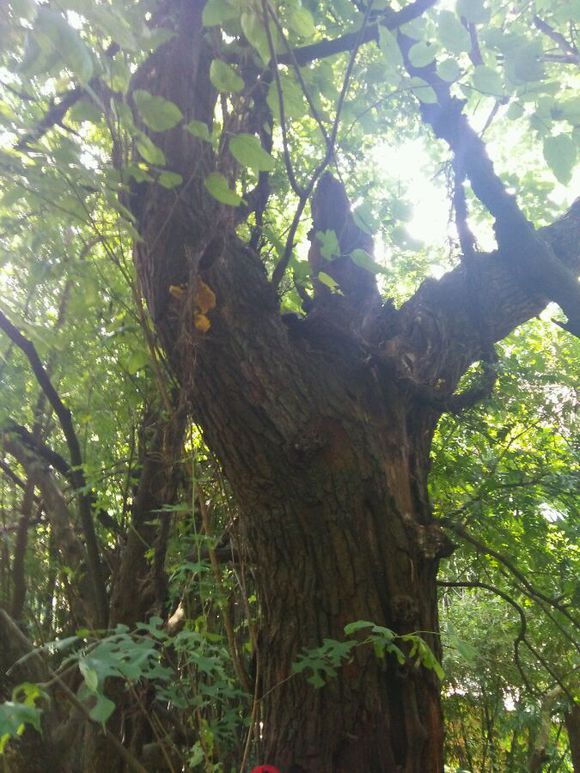 农村野外的桑树上的一种寄生植物,价格高涨现在每斤上万元