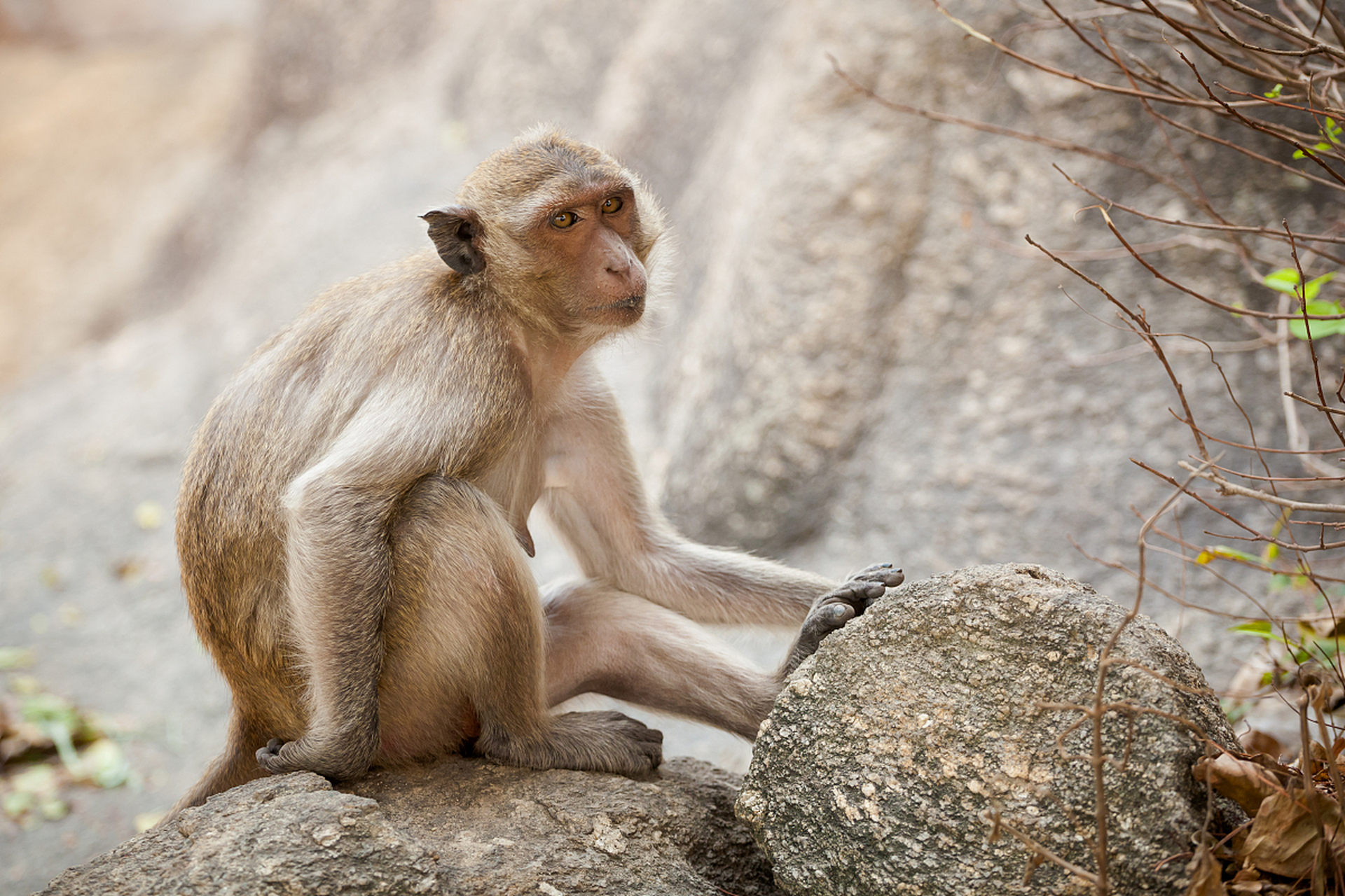 过年时,人们到白云观摸石猴以求祛病避邪,吉祥如意.
