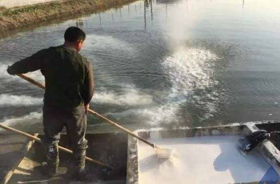 冬春季节,如何使用生石灰清鱼塘才是最高效