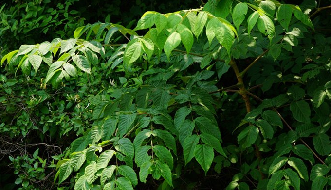 山野菜,老山芹,刺五加,辽东楤木的生长特性?生长条件是?