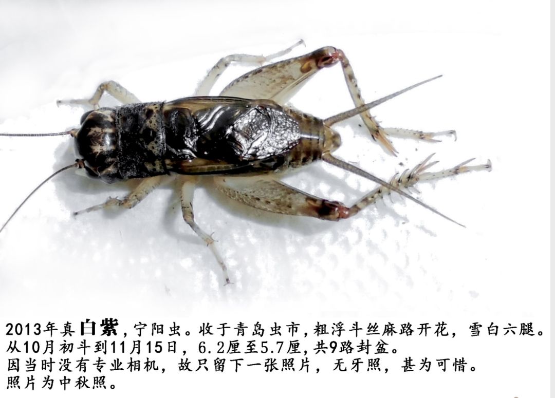 紫壳白牙蟋蟀将军虫王图片