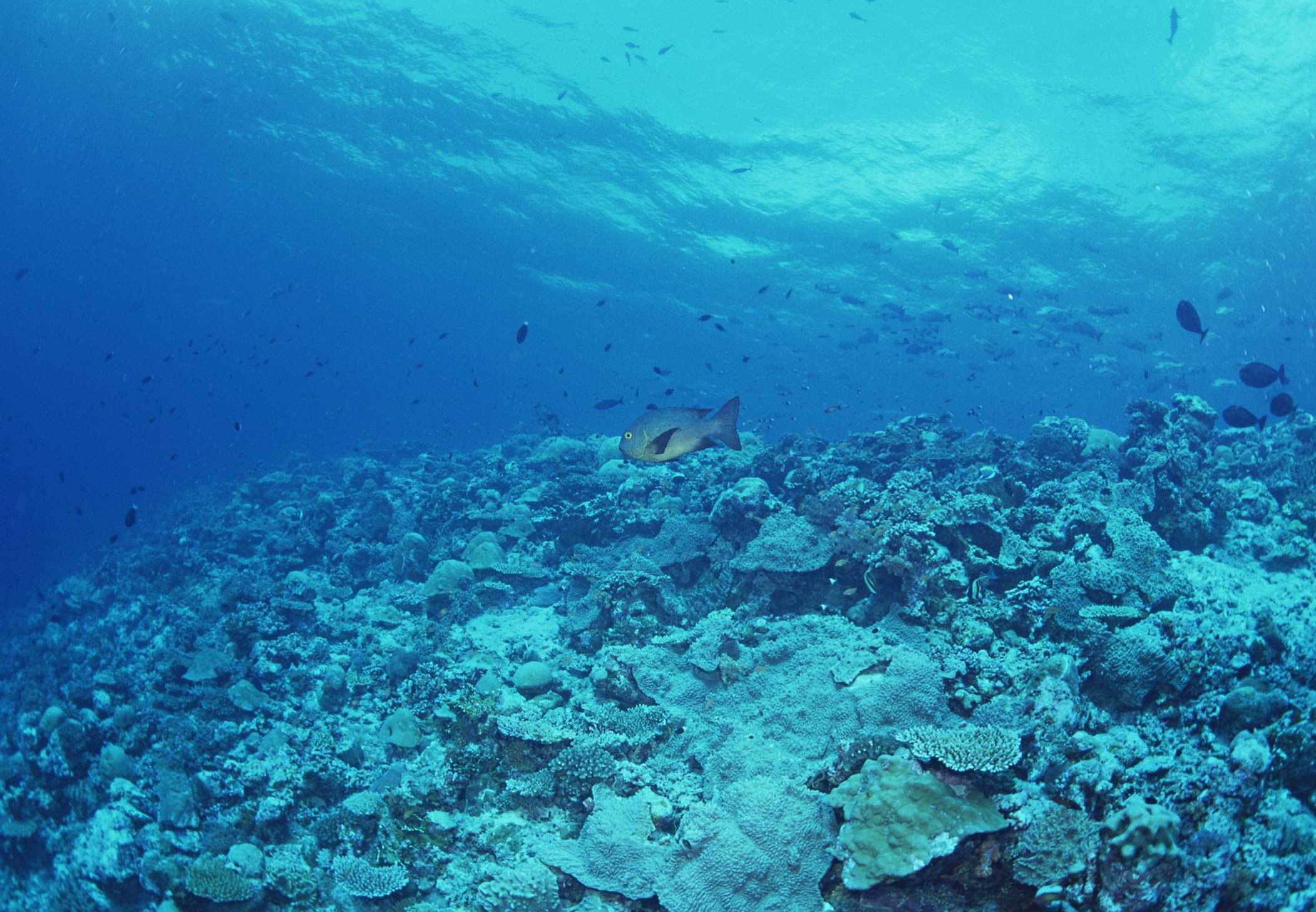 马里亚纳海沟深度超1万米,一万米深的海水是怎样的?还咸吗?