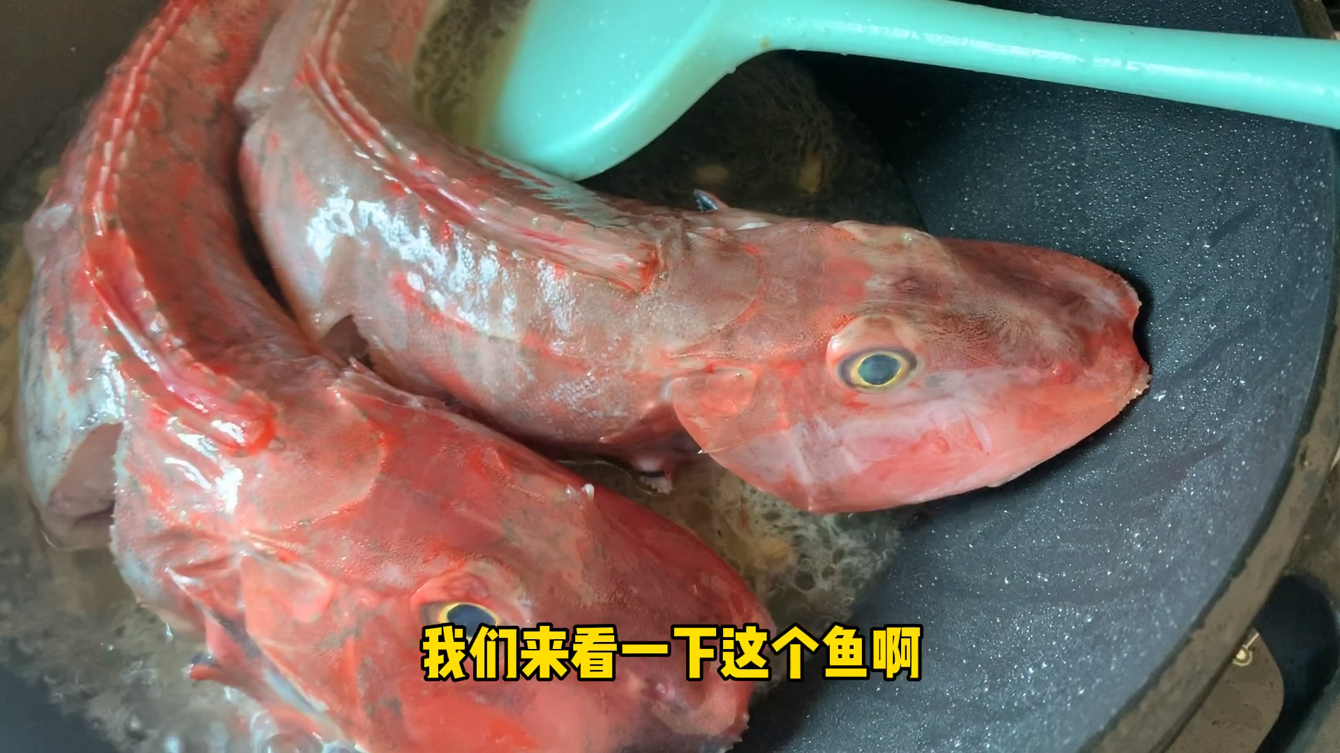 最晚搞了俩条大红娘子鱼,老铁们,你们那有吗?今天渔家方法红烧