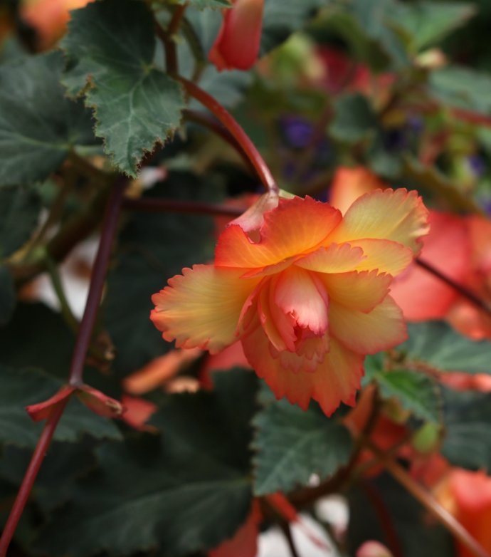 球根秋海棠,色翠欲滴娇媚动人,养护简单花期超长,你值得拥有!