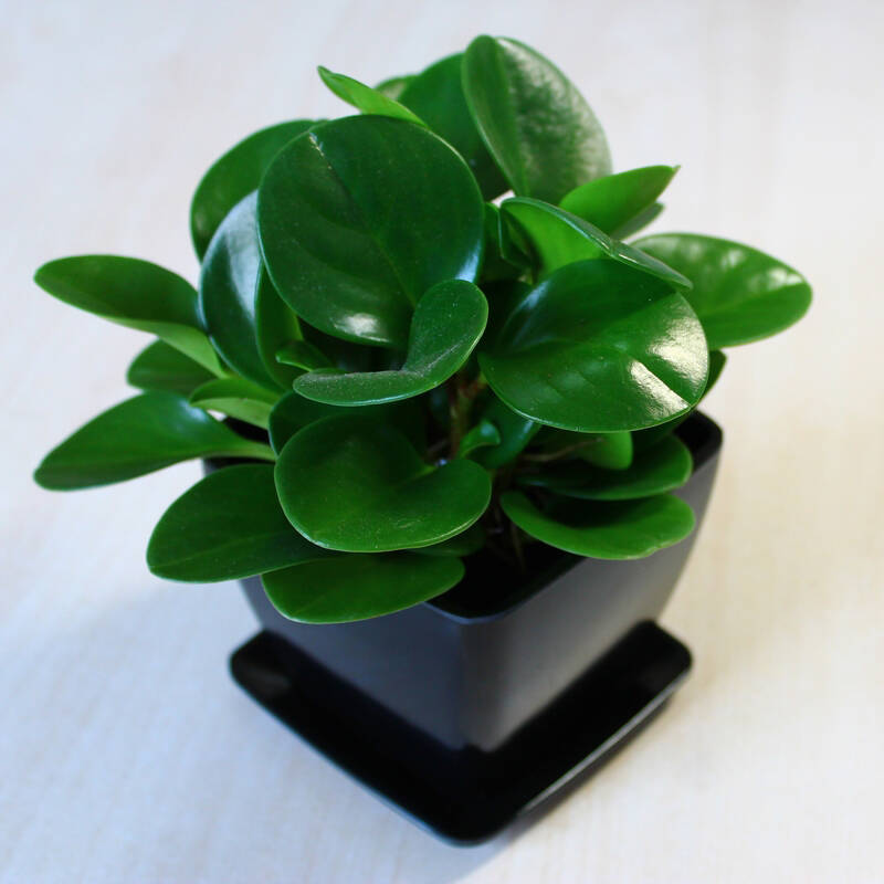 绿盆- 热门商品专区