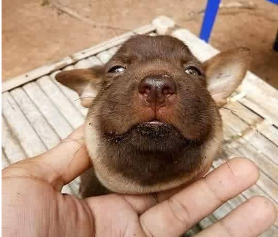 小土狗回家变猪头,宠主看到自家狗狗的"猪脸"忍不住想笑