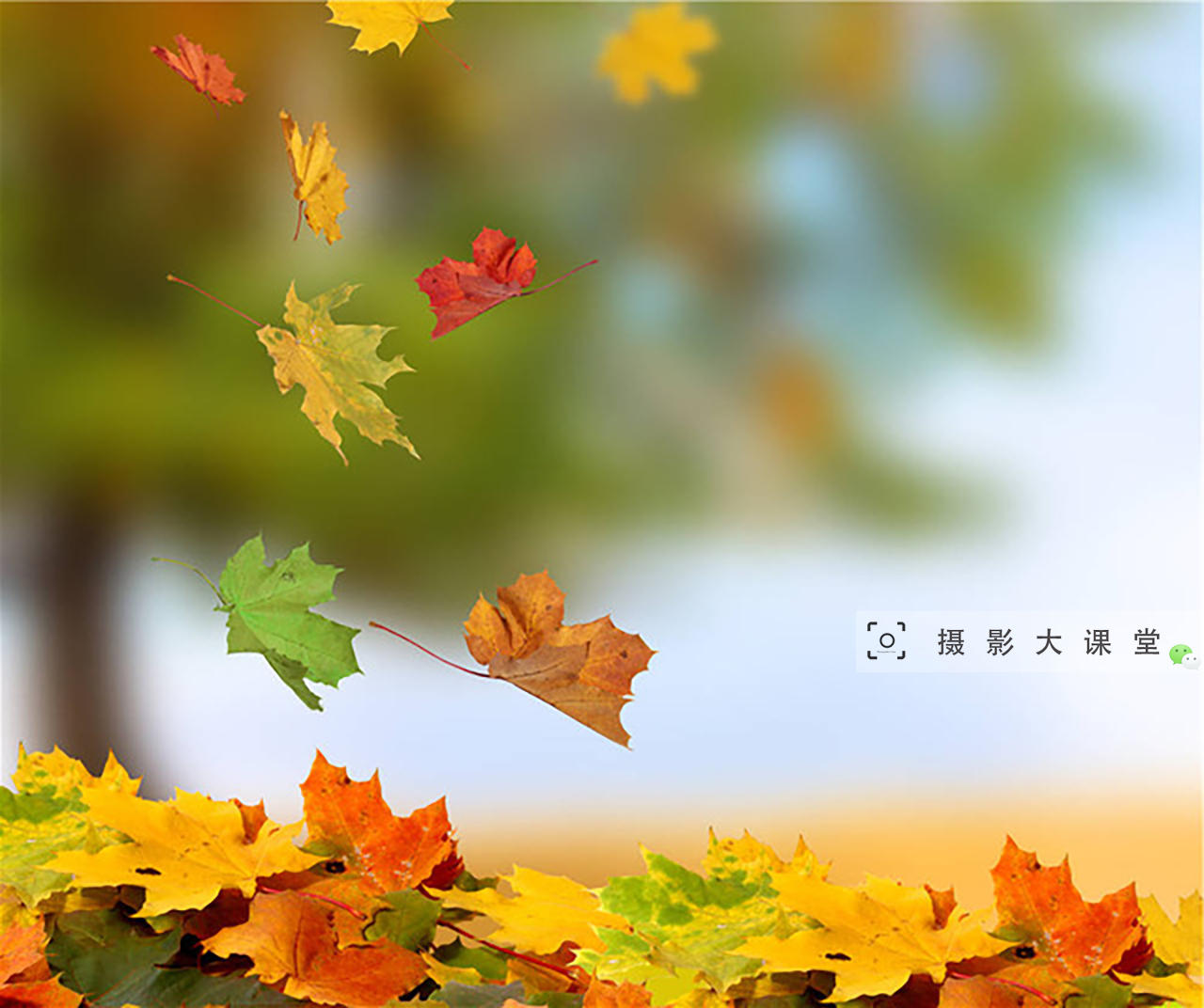 红色的枫叶形成了很好的框架,纷纷落下,背景是远处的富士山,整个画面