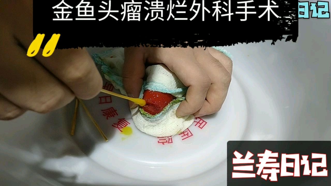 金鱼头瘤溃烂这样处理 很快就能恢复