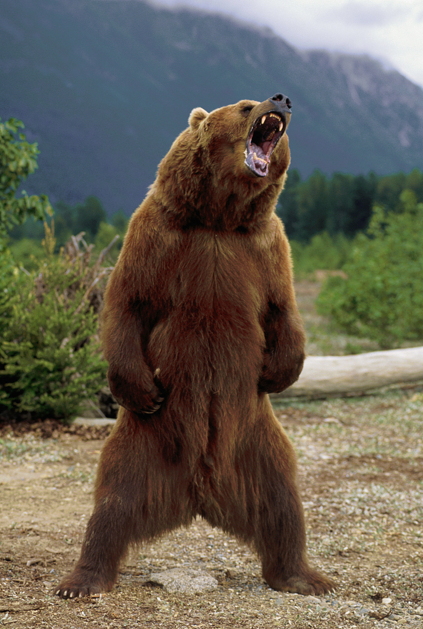 在野外遇见的,怎么办.