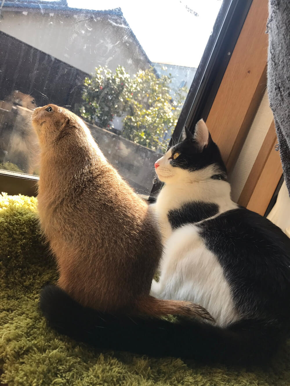 土拨鼠到新家发现有4只猫,彻底收起了暴脾气,温顺乖巧好软萌