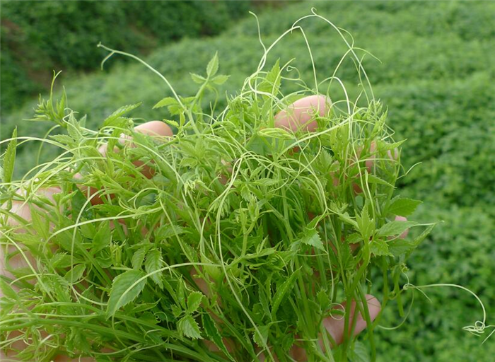 农村植物"七叶参",果子虽然不值钱,但叶子却珍贵,你认识吗?