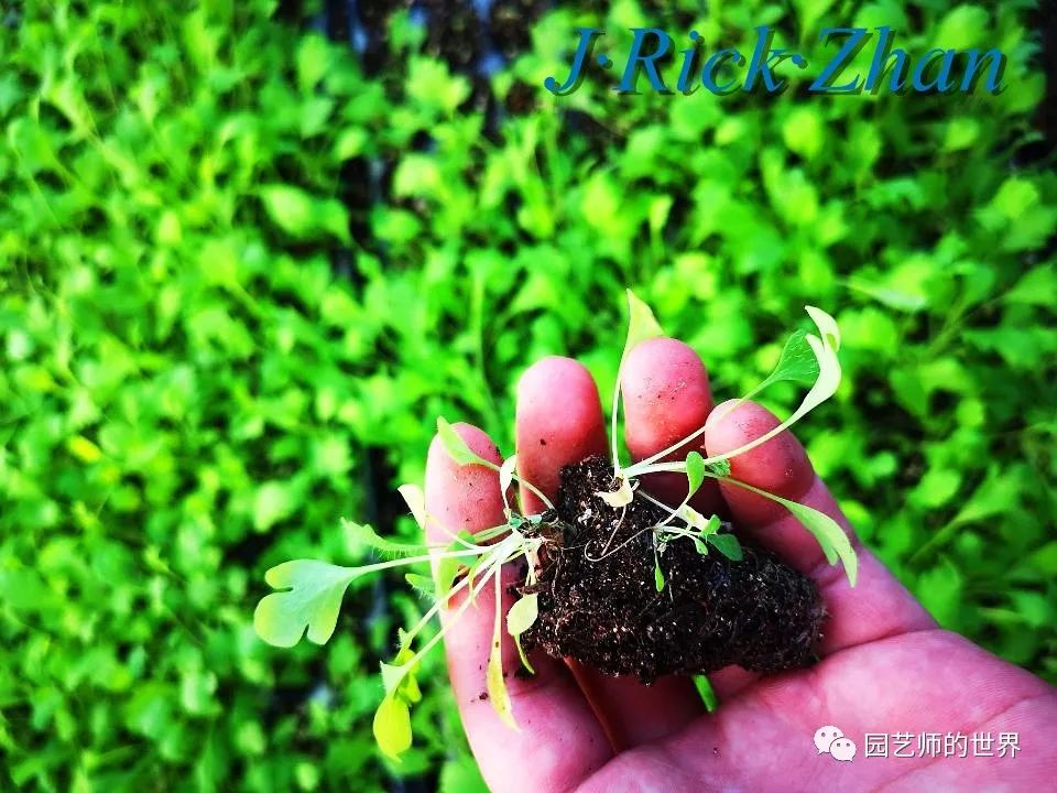 冰岛虞美人种植 - 2020年最新商品信息聚合专区 - 百度爱采购