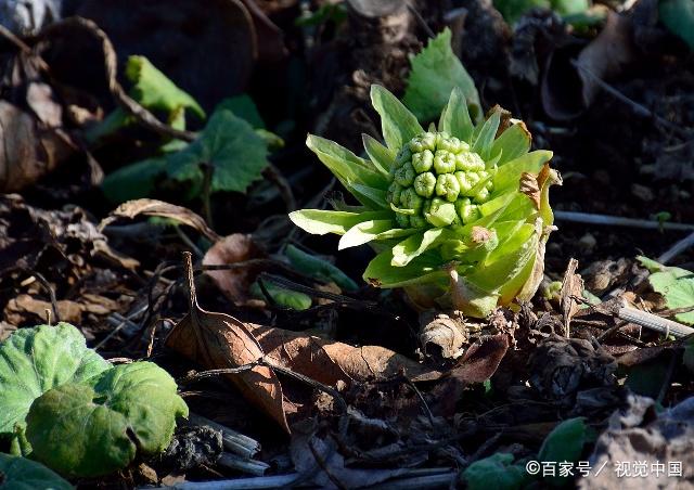 蜂斗菜,药用价值比较高,它的生长习性是怎样的呢?