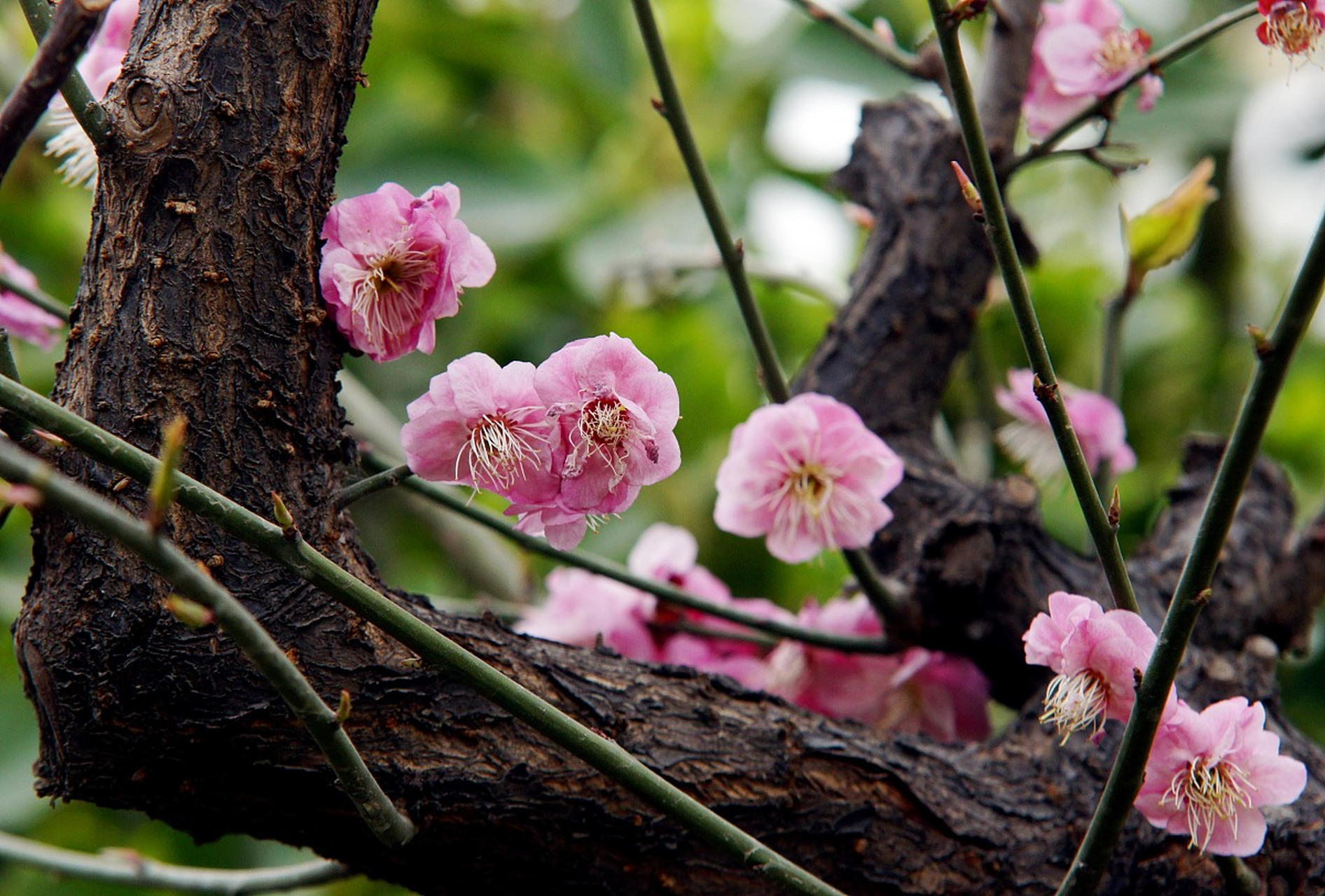 冬日里,红梅凌寒独自绽放,她的坚毅与傲骨为冰天雪地增添了一抹动人的