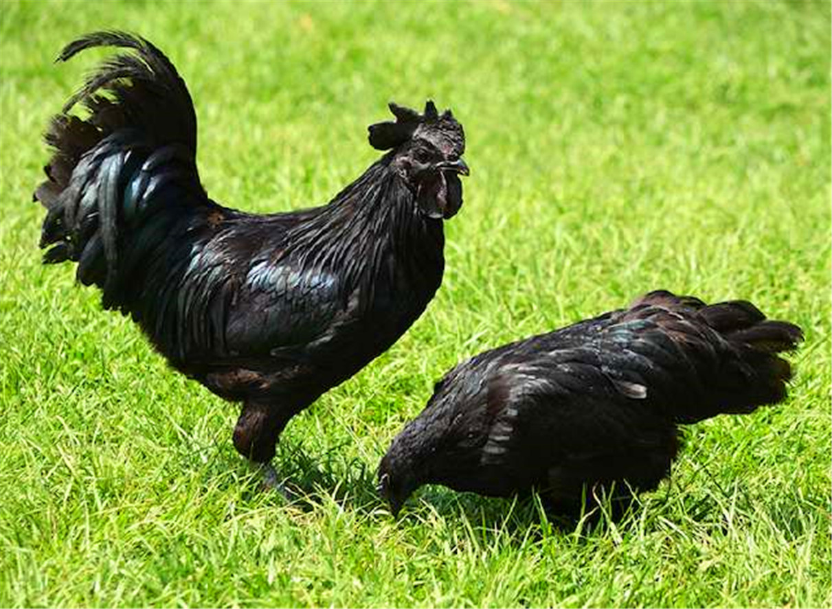 贵妃鸡外貌奇特,三冠,五趾,黑白花羽是其最典型的特征.