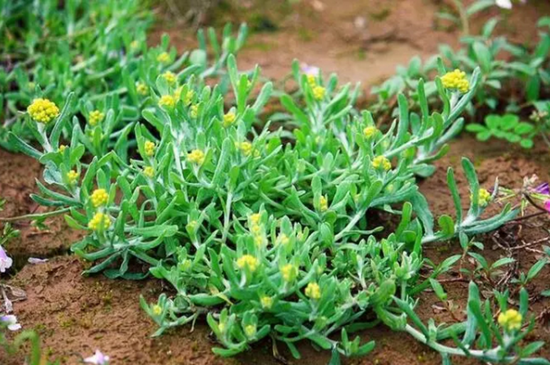 野菜河马苏图片