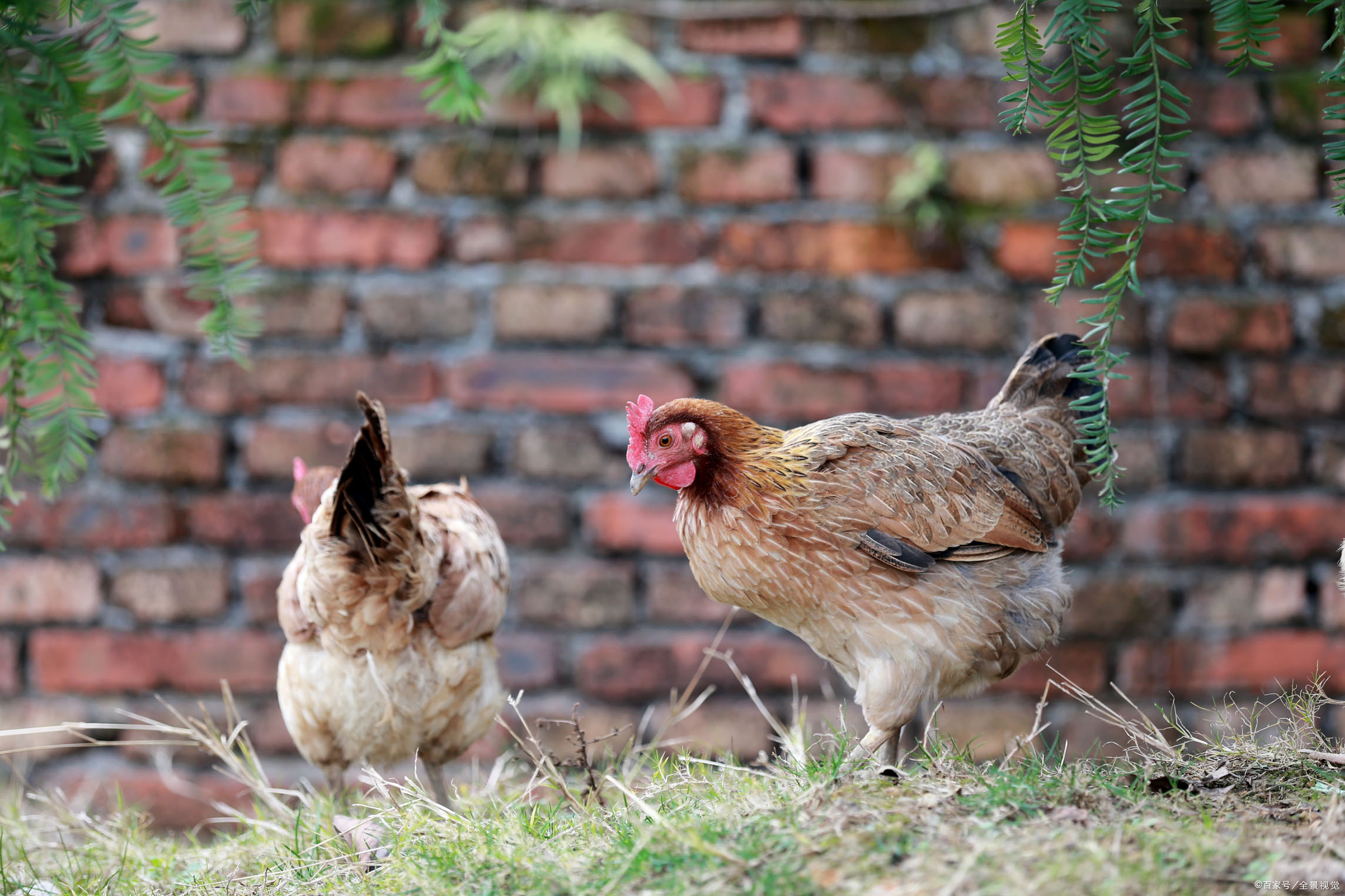 鸡出栏 - 2020年最新商品信息聚合专区 - 百度爱采购