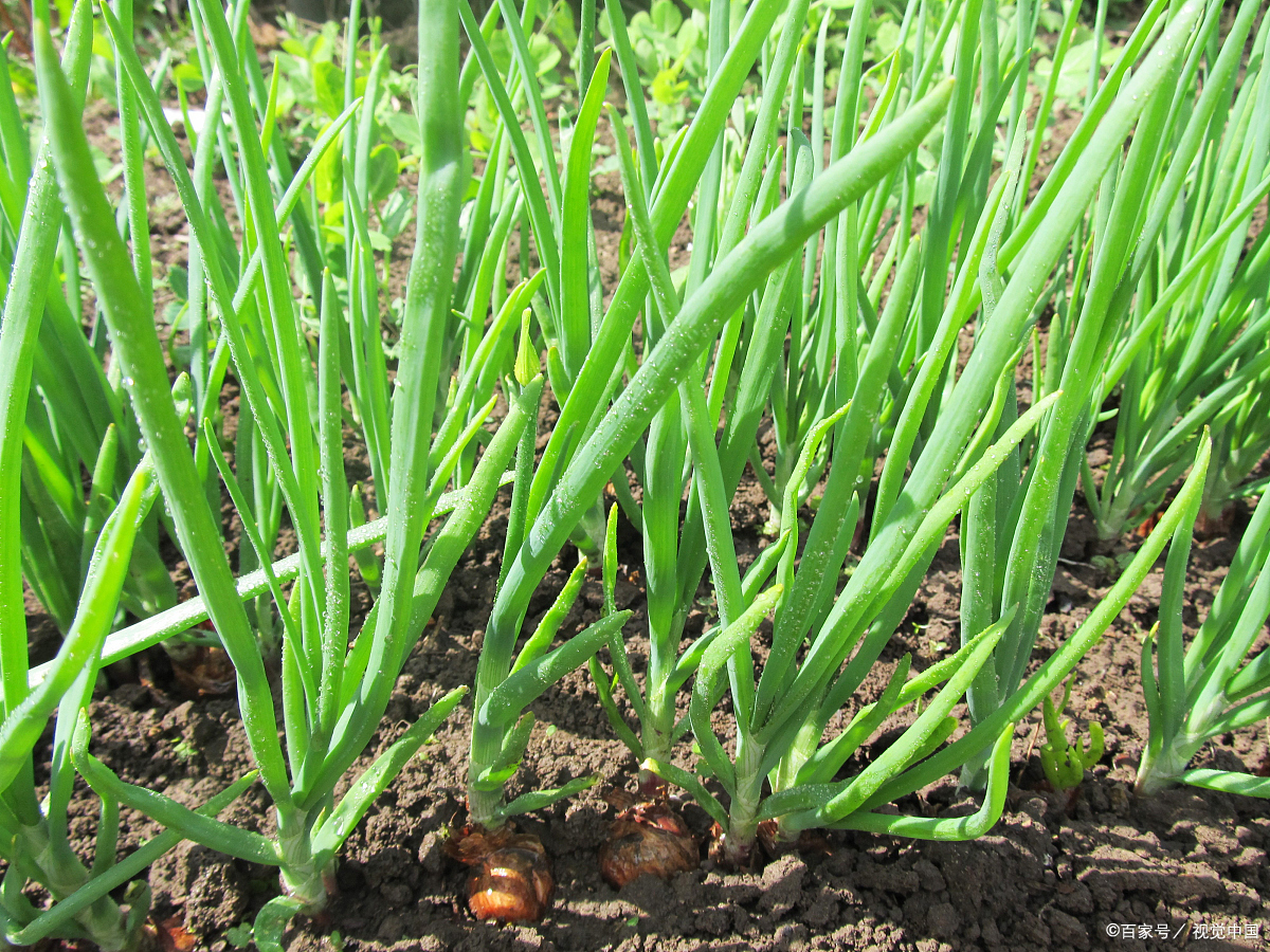 说到四季葱,它真的是个好