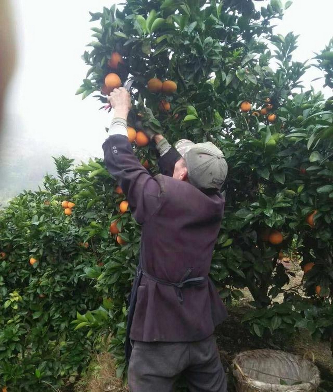 农村橙子个人简介图片