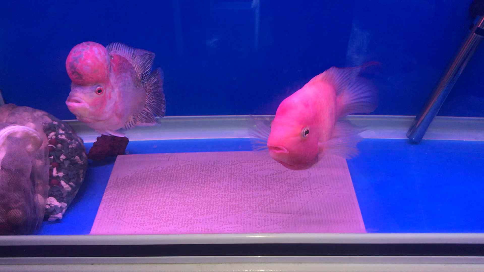 红马母鱼下蛋了1500条左右多吗?