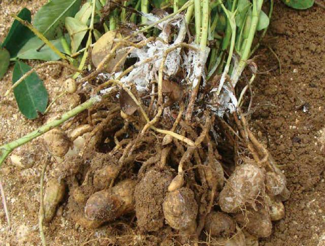 白绢病 - 优质问答专区