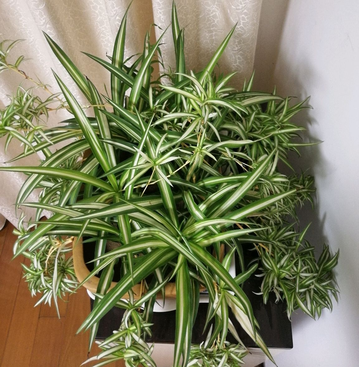 金心吊兰,净化空气好帮手