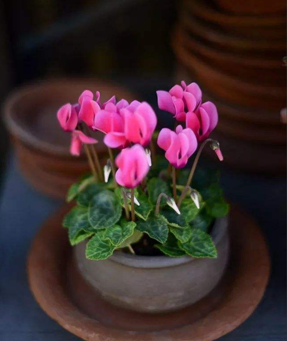 仙客来进入盛花期,掌握这几个养殖小技巧,还能再开小半年