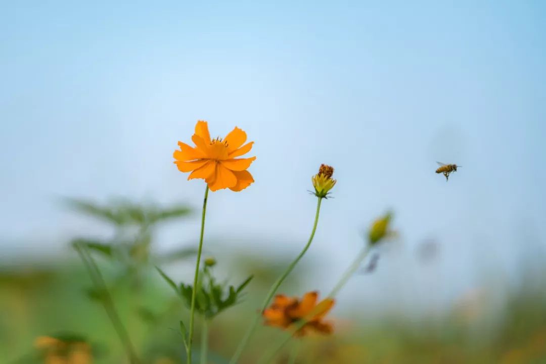 南京旅游又一好去处,马场山格桑花海再度绽放,等你来浪漫一夏!
