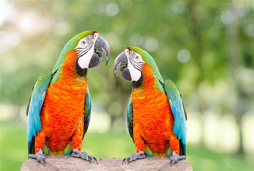 十二星座都是哪一种飞鸟?双子座是鹦鹉,摩羯座是最勤恳的鸟!