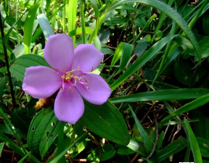 植物小百科:关于细叶野牡丹你不得不知道的知识!