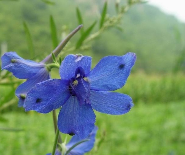 白蓝翠雀花你了解吗?看看这些再说话