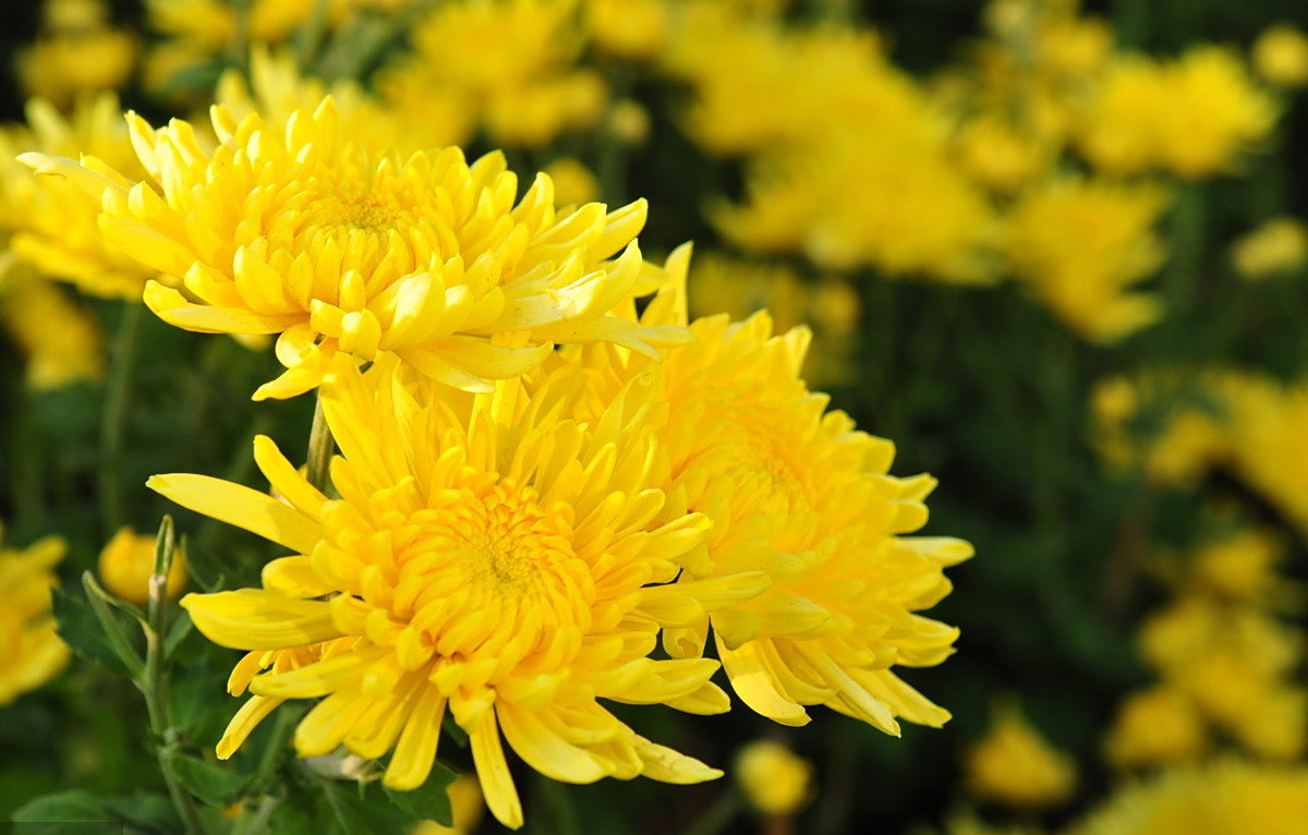 屋檐下,一丛黄菊花,盛开得正好.