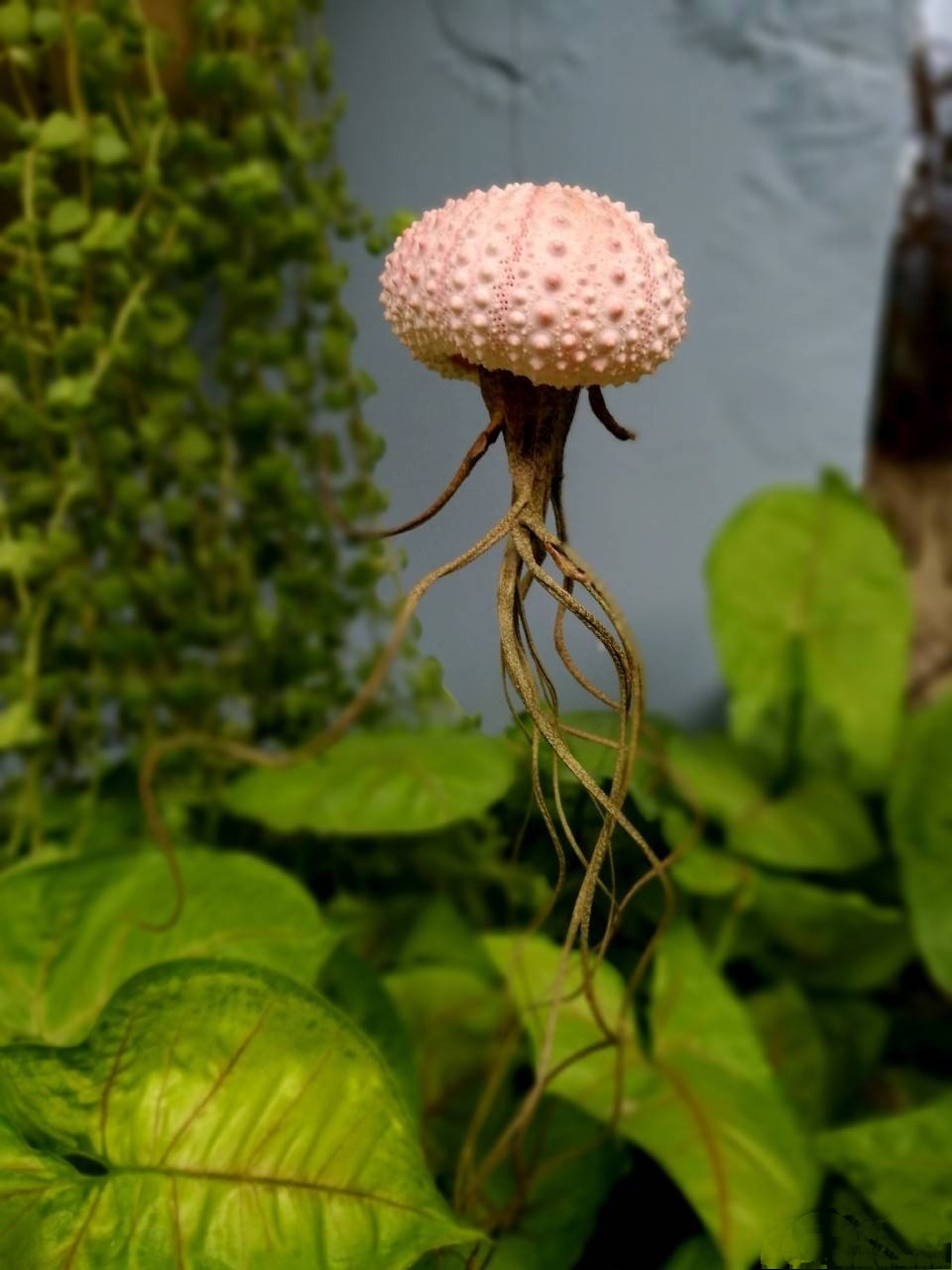 植寤实验室:最美的童话世界,最自然的空中花园