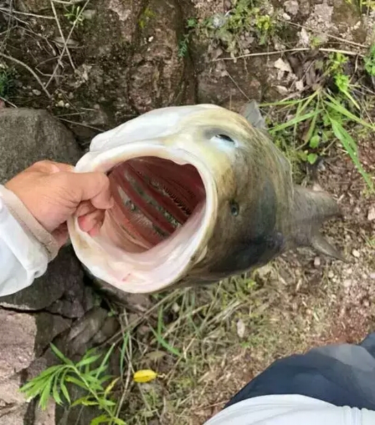 手竿钓鲢鳙有三招