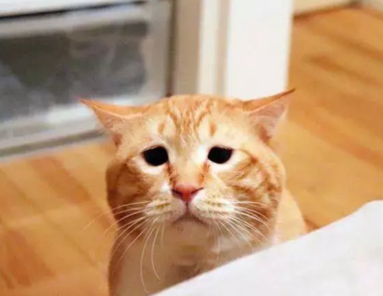 国外的这只橘猫,凭借与众不同的面部表情,竟吸粉无数让人惊讶!