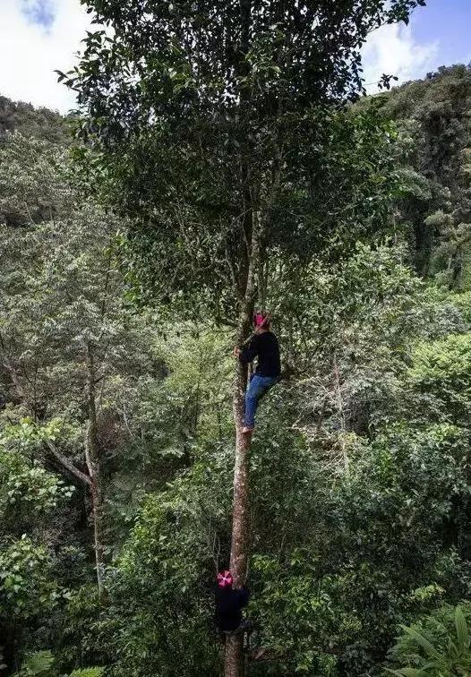 从网上公布出来易武各大村寨的价格,高杆古树普遍是普通古树茶的两倍