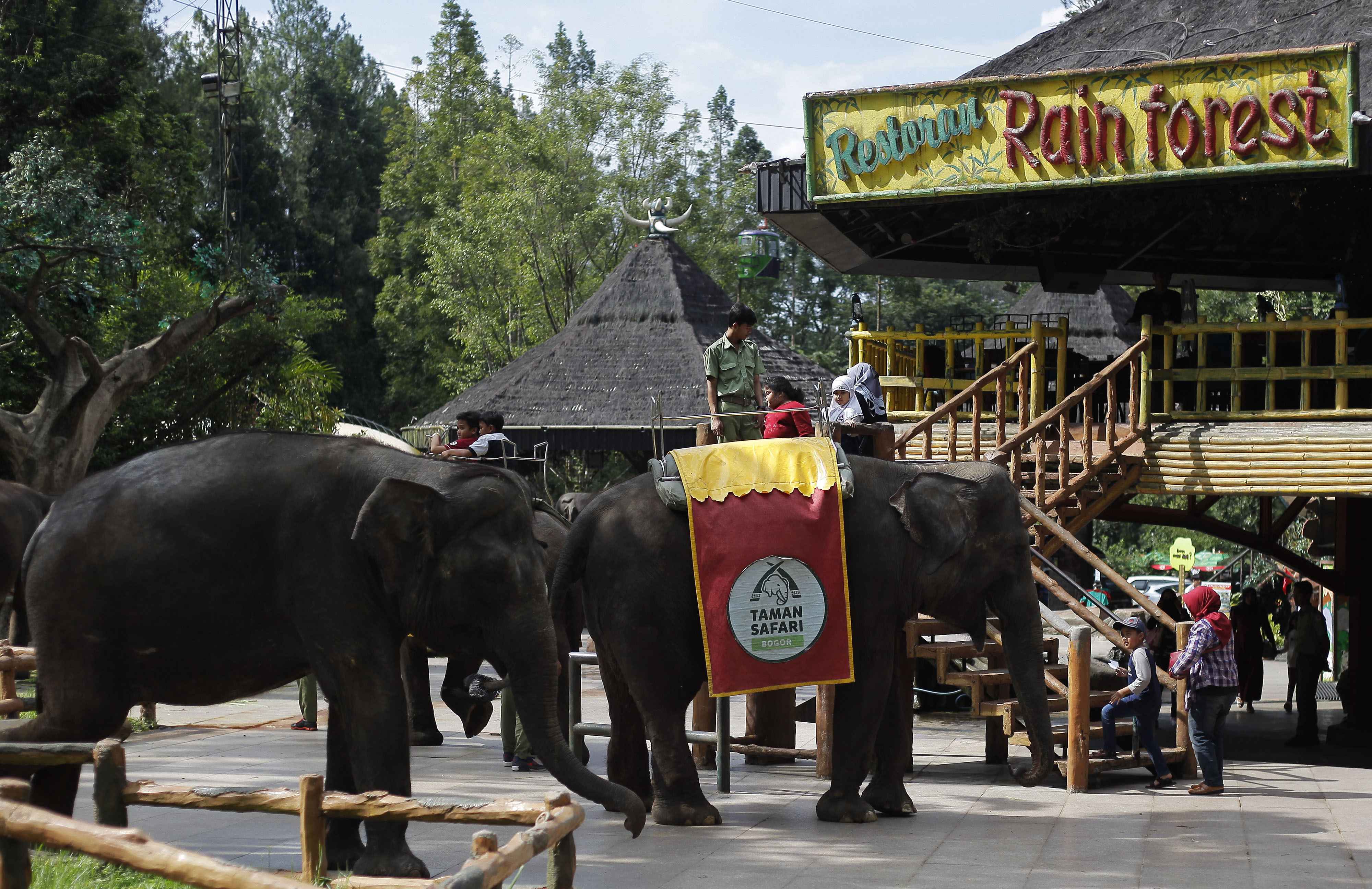 实拍印尼塔曼野生动物园 中国大熊猫憨态可掬