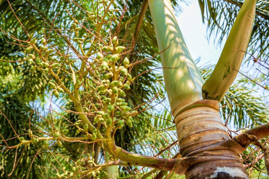 槟榔树与椰子树相似,高大直立,乔木状,高10多米,最高可达30米,其果实