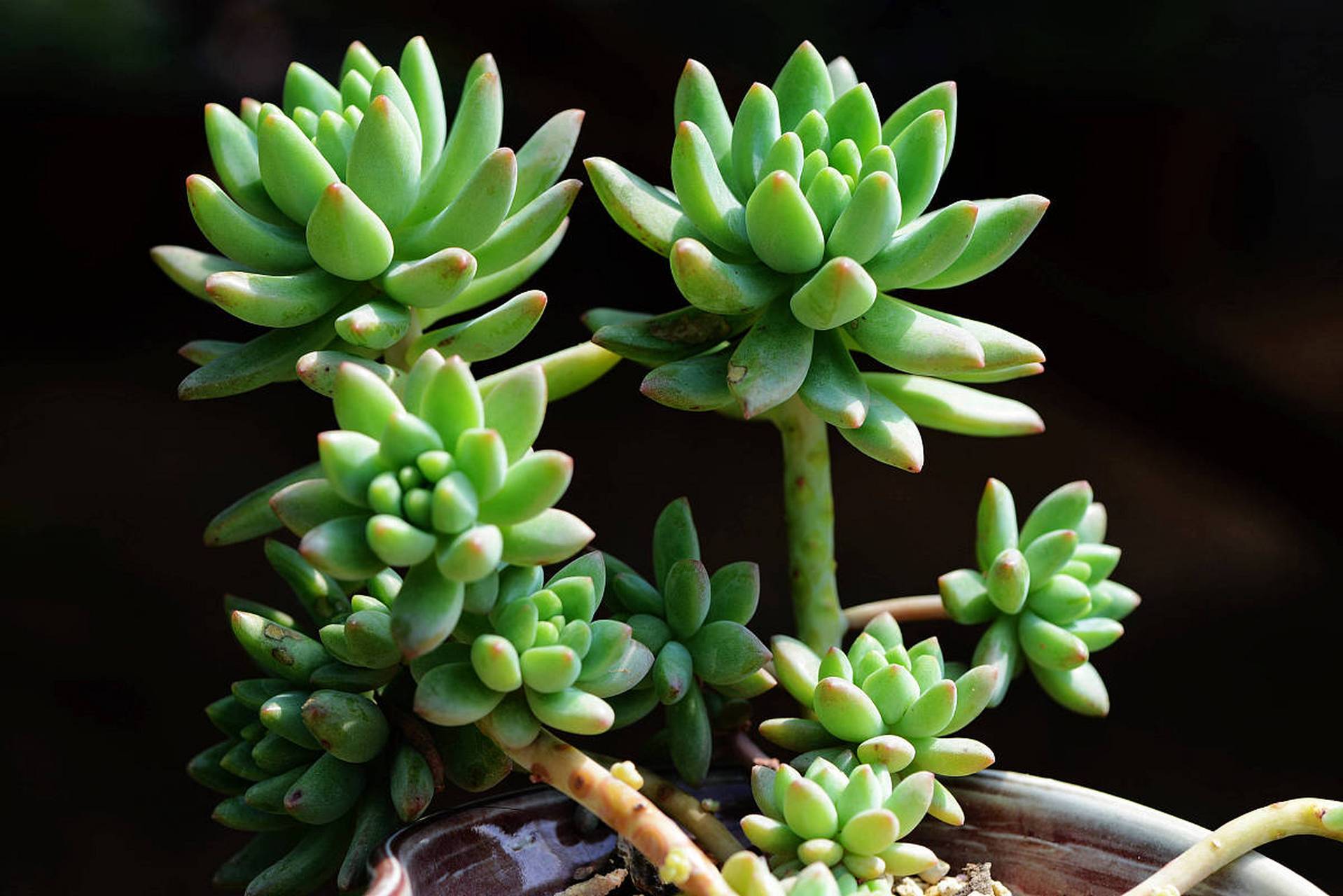 [原文:乙女心和虹之玉的区别]