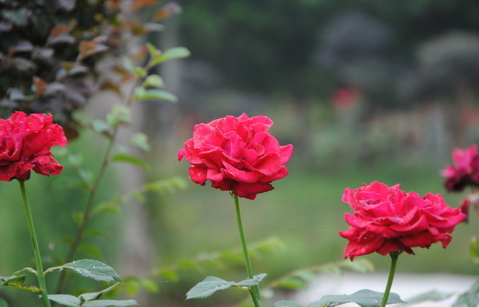 鮮花美景藝術:分享幾張群芳滿園的鮮花圖片,你喜歡嗎