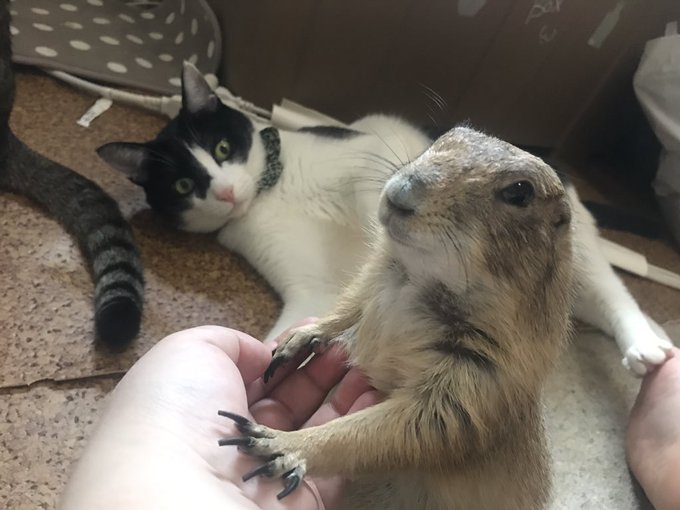 土拨鼠到新家发现有4只猫,彻底收起了暴脾气,温顺乖巧好软萌