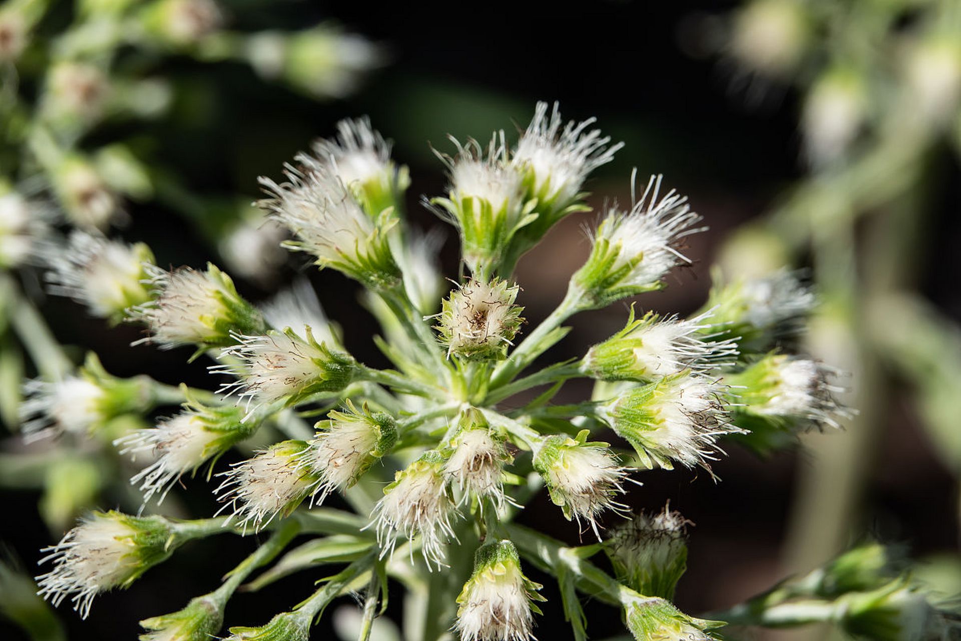 中医重用"瞿麦"治疗多囊肾(阳虚水饮内停型),水肿(小便不利),肾积水