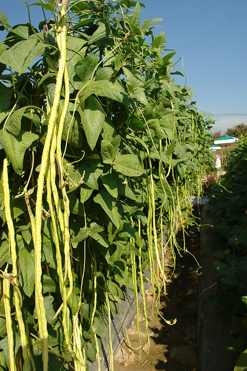 长豆角种植需注意土壤,肥料,灌溉等因素,避免在粘重土壤上种植,北方
