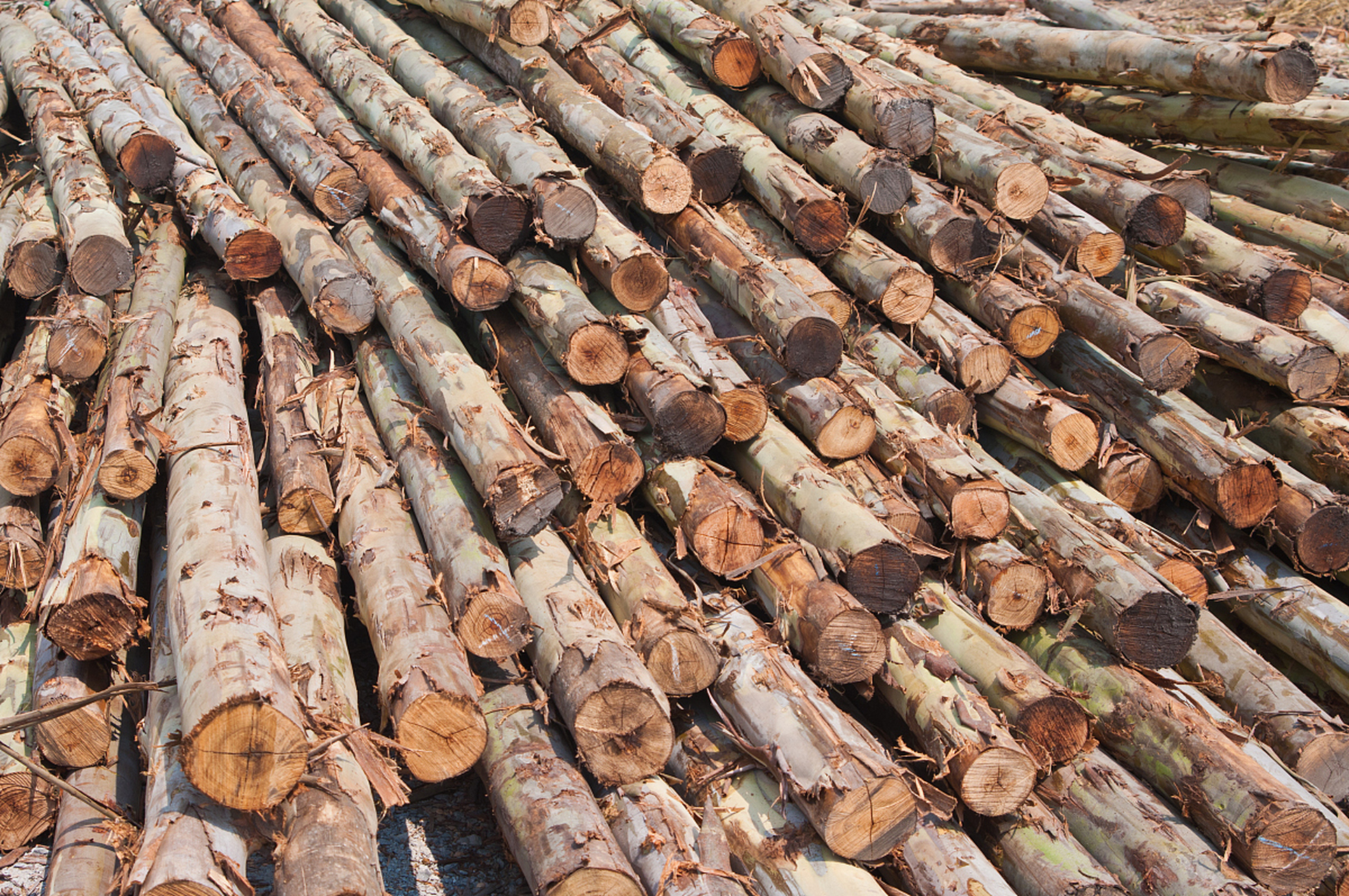 桉树木材是一种优质的建筑材料,其用途和特点如下:  11566 桉树