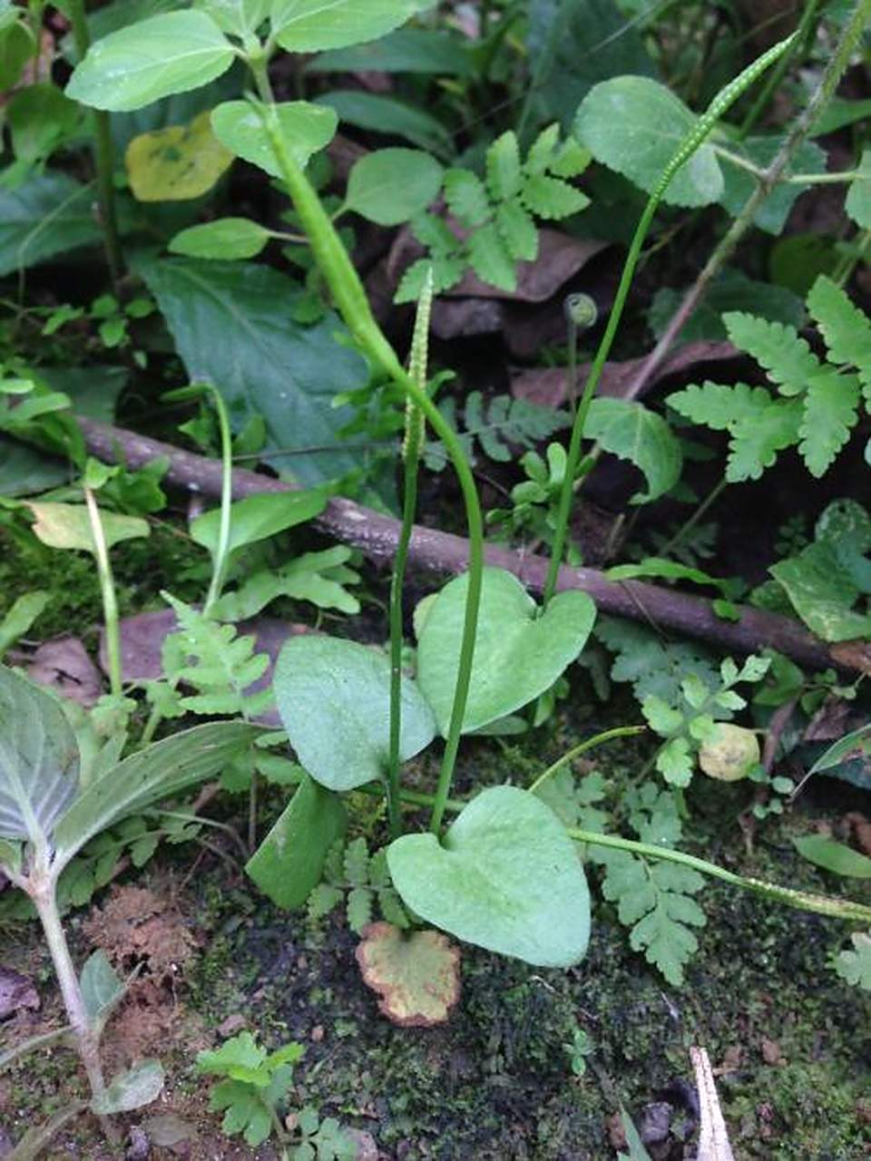 科普知识竞赛#一支箭,中药名.