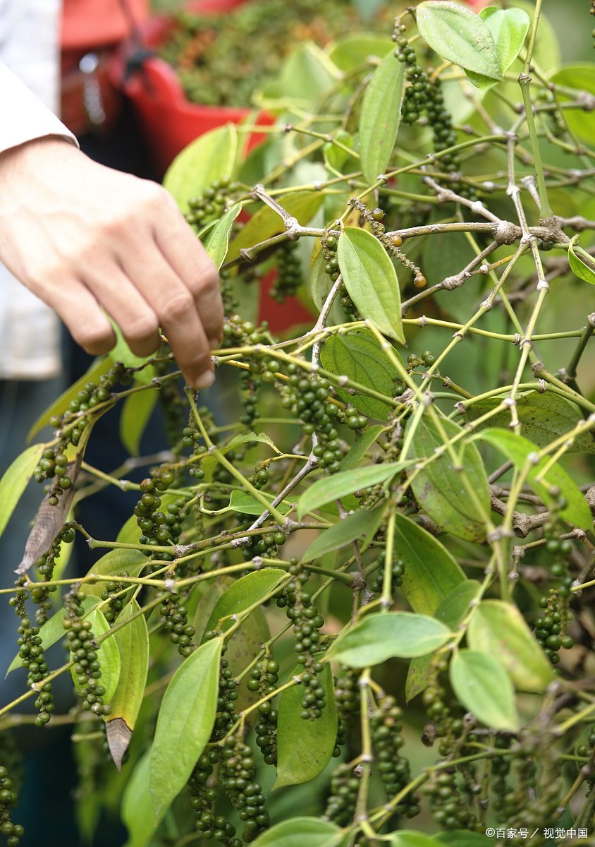 你真的能分清楚"胡椒"和"花椒"吗?