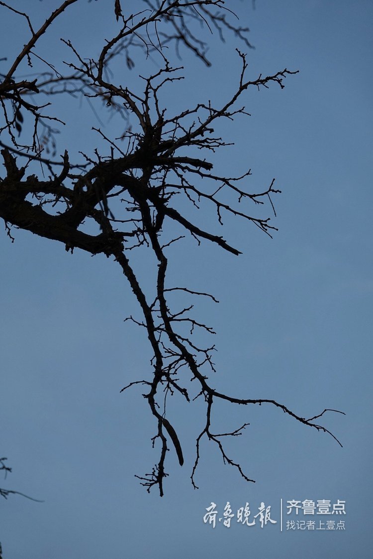掉光树叶的老枝,苍劲有力