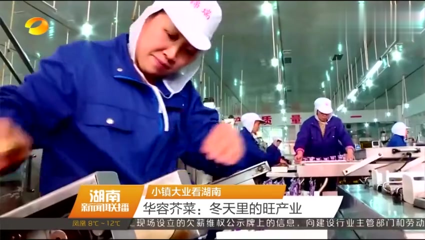 小镇大业看湖南 华容芥菜:冬天里的旺产业