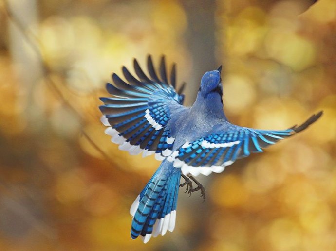 图中飞舞的鸟名叫冠蓝鸦,亦称蓝松鸦.北美洲松鸦的一种.